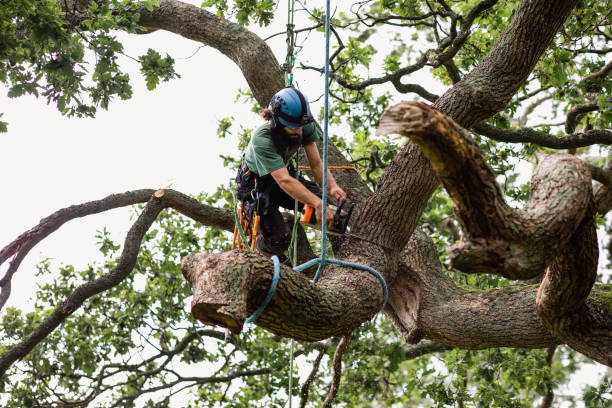 Trusted Watertown, TN Tree Care Experts