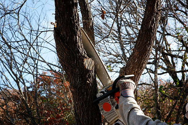 How Our Tree Care Process Works  in  Watertown, TN